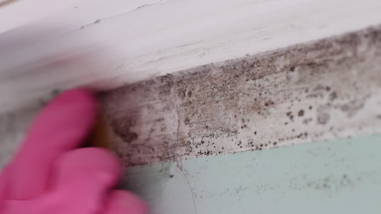 Best Mold Documentation for Insurance Claims  in Lakeport, CA